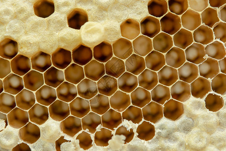 动物蜂窝的宏背景六边形纹理蜡蜜糖图片