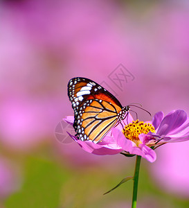 目的庄稼叶子粉红宇宙上的蝴蝶紧贴着粉红色的花朵背景模糊图片