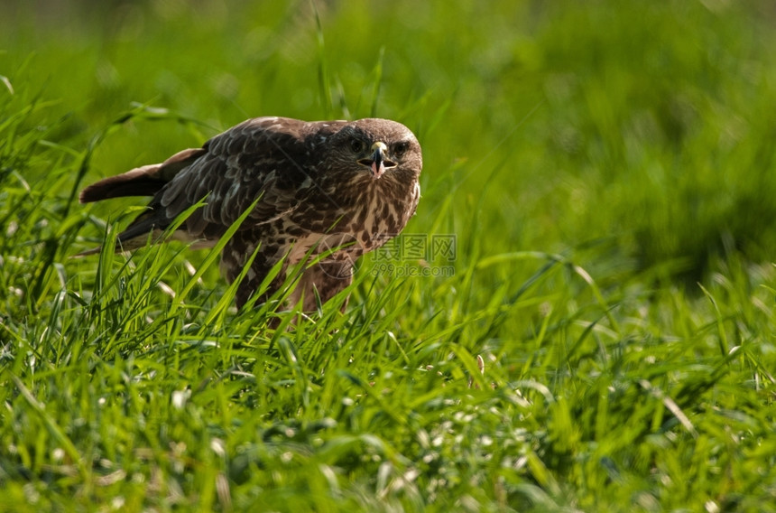 夏天在草原的Buzeobuteo吃猎食物在受害者嘴上的明显可见肉片波兰马苏里亚区水平观秃鹰羽毛动物群图片