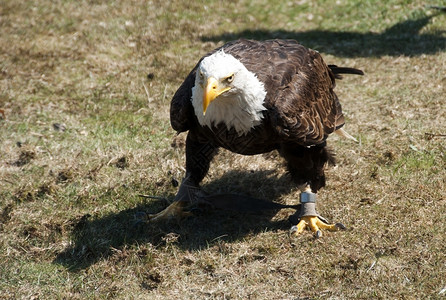白头自然爪子处于猎鹰警戒状态的图片