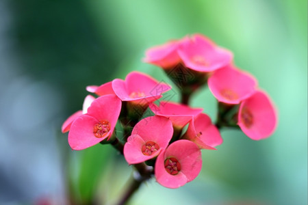 关闭一朵小红花的宏指令自然开花装饰图片