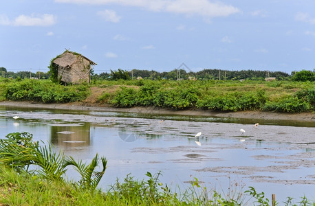 小努帕棕榈树叶屋和泰国空池塘中的Egret本国的乡村家图片