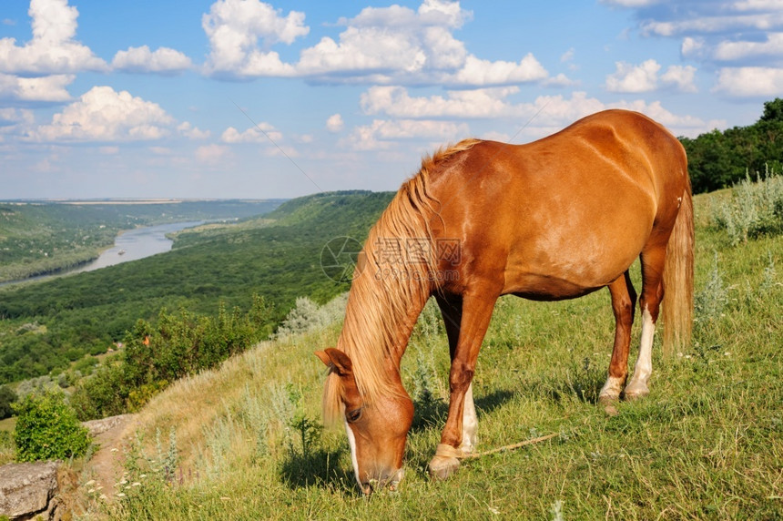 天空春乡村的红马在草地上放牧红马在草地上放牧图片