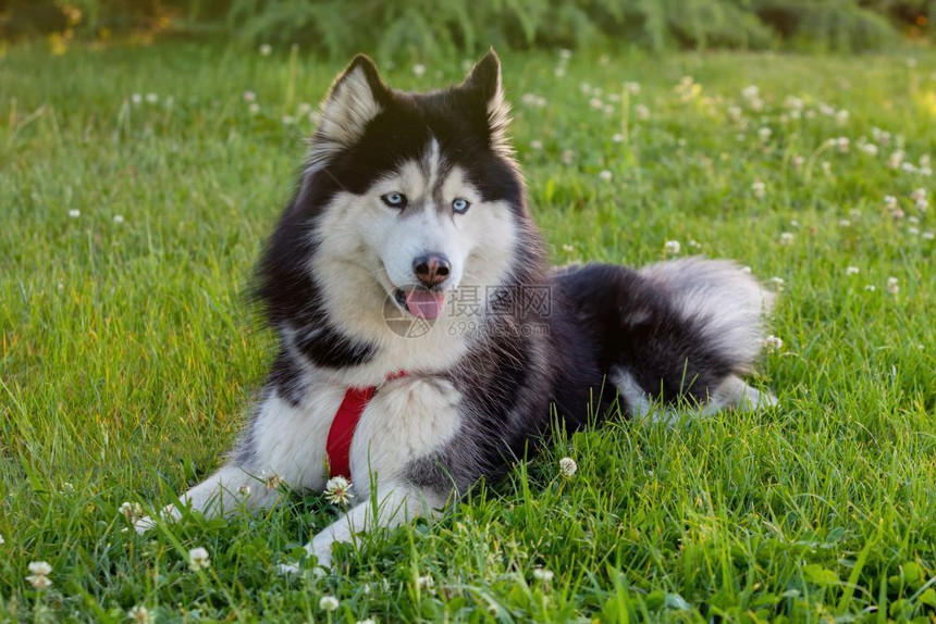 狗外部西伯利亚Husky在公园的草地上可爱图片