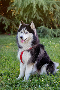 西伯利亚Husky在公园的草地上狗眼睛白色的图片