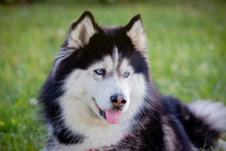 西伯利亚Husky在公园的草地上宠物快乐的纯种图片