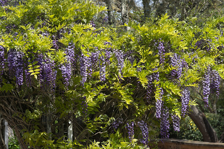 级联春花中盛有明蓝和紫维斯特利亚鲜花的集锦团清蓝和紫维斯特利亚鲜花团树紫色的图片