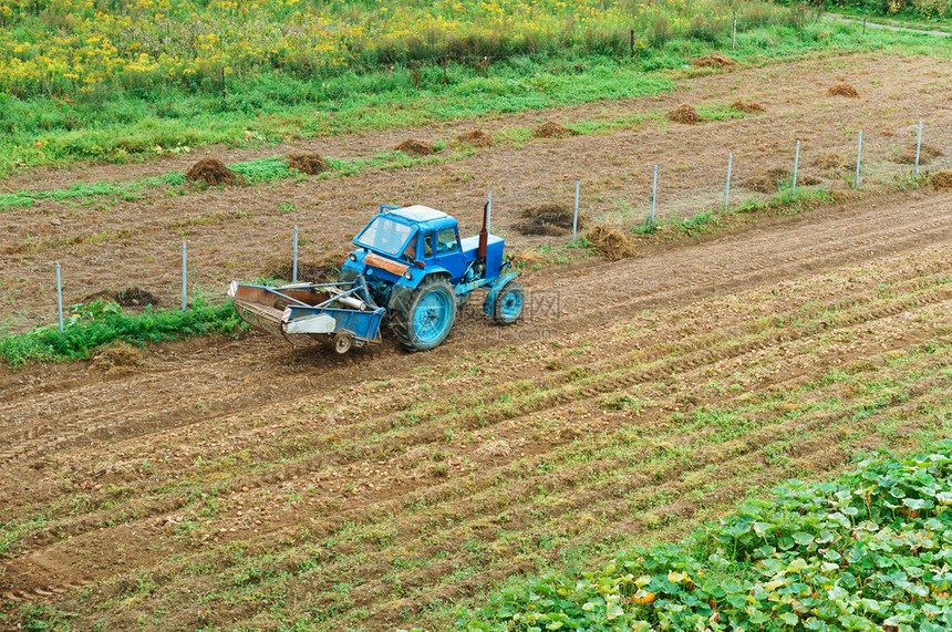 田间拖拉机收获土豆的器收获土豆的蓝色拖拉机器蓝色拖拉场地工人棕色的图片