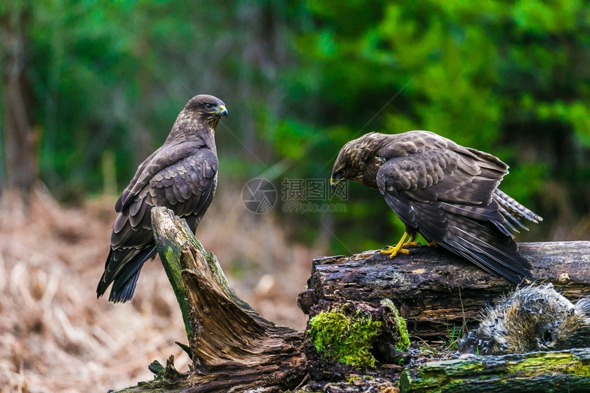 常见的普通秃鹰Buteobuteo猛禽春天站在森林里普通秃鹰buteo在森林里自然鲶鱼图片