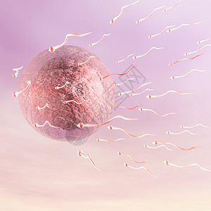 再生产科学的交配精子Ovum人的数字说明设计图片