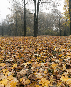 橙随意的秋天森林中阴云多的天气树木叶落到地上秋天森林中公园的风景欧洲图片