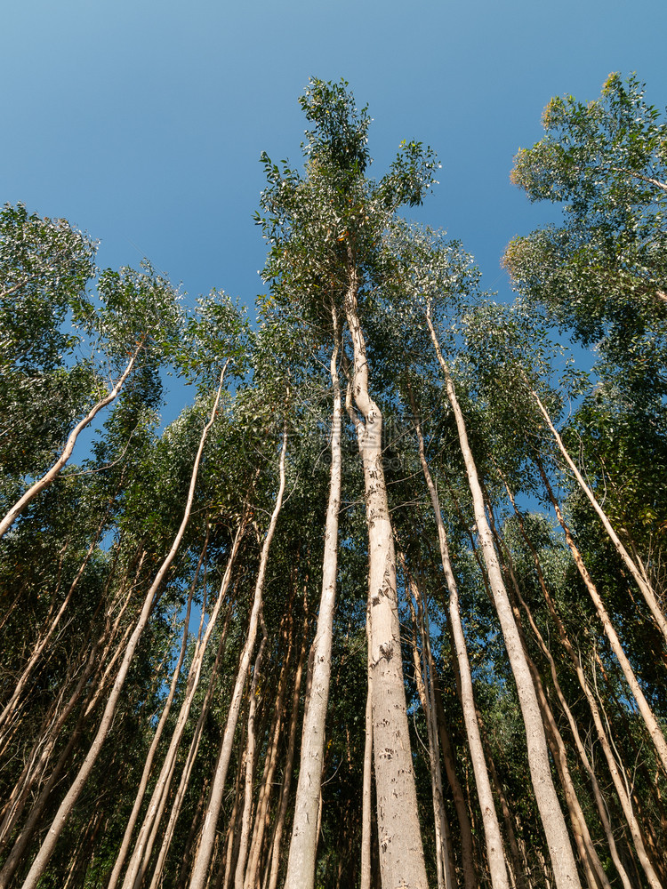 生的树木Eucalyptus种植园用于造纸或木香味图片