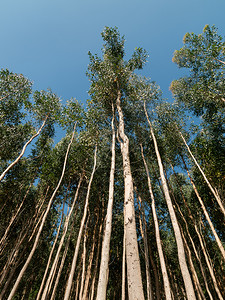 生的树木Eucalyptus种植园用于造纸或木香味图片