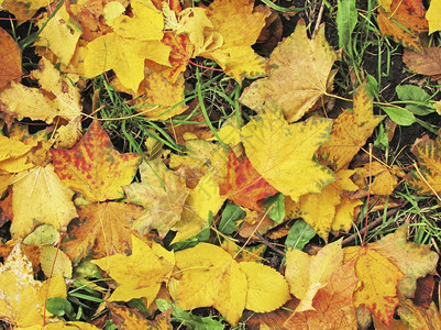 秋幕背景叶子背景由漂落的亮彩色树叶构成地毯林棕色的图片