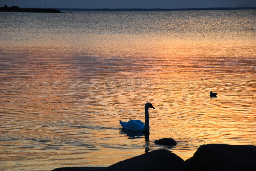 带游泳哑巴天鹅的多彩水面反射白色的库尔曼夏天图片