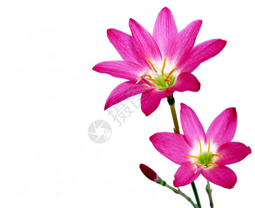 自然粉红花的简单图片
