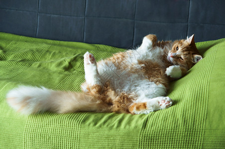 猫科动物咪胖的姜家养宠物沙发上的大姜猫沙发上的大姜猫家图片