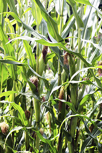 太阳农作物玉米的小菜一碟景观图片