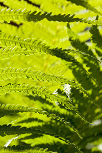 婚礼阳光明媚的蕨类植物美丽绿叶蕨类植物的夏季叶绿色装饰图片