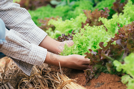 采摘新鲜有机蔬菜的年轻农夫形成他的花园季节产品商业图片