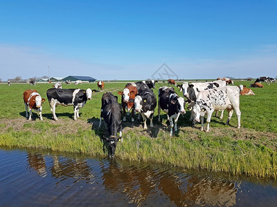 乡村的春天在荷兰草地的牛群吃奶图片