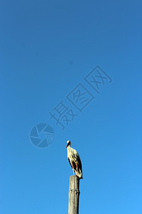 避难所在蓝天背景上站立在电报极波图线极流塔上的斯托克天堂图片