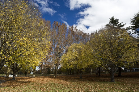 秋天的阳光下在风景公园落叶的山坡树户外如画黄色的图片