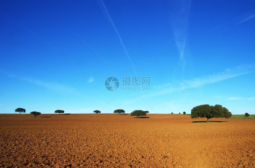 葡萄牙南部耕种田地和树林场橡木球图片
