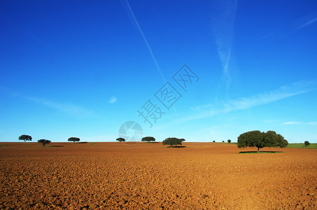 葡萄牙南部耕种田地和树林场橡木球背景图片