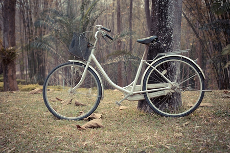喜悦秋天在树附近等待的老旧自行车靠近图片