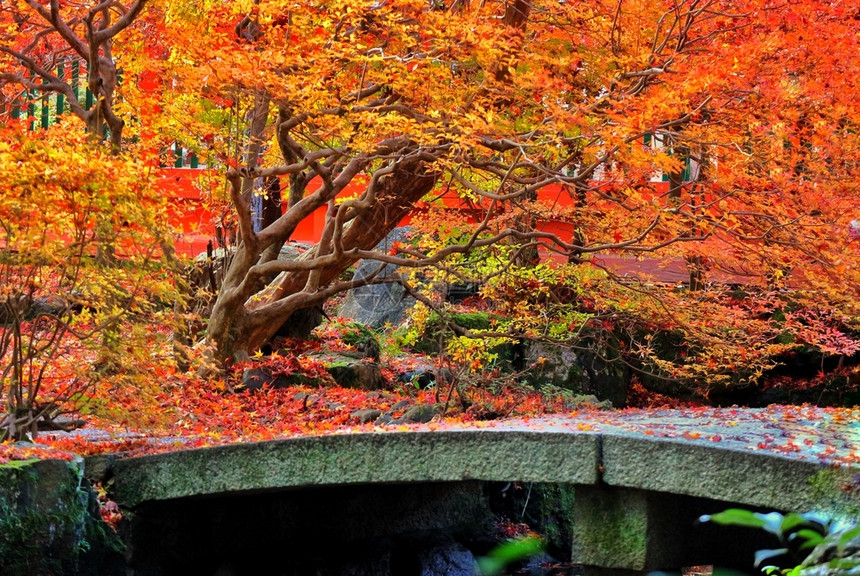 传统的公园枫日本寺庙花的秋红木叶树图片