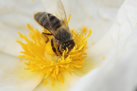 美丽的花园蜜蜂为丝授粉的图像蜜糖图片