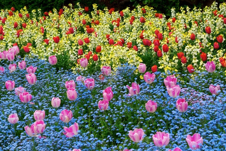 美丽的郁金香花园图片