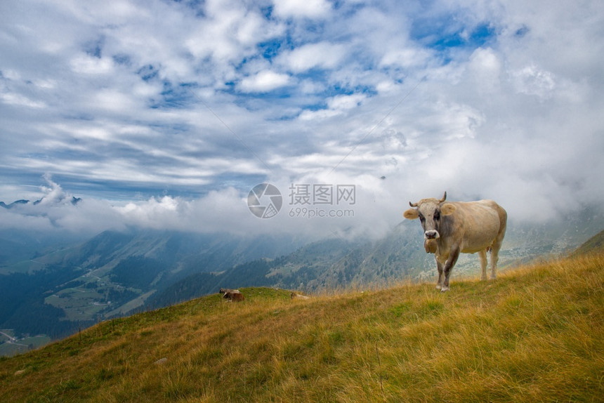 自然春天起司在意大利贝加莫山脉放牧牛群图片