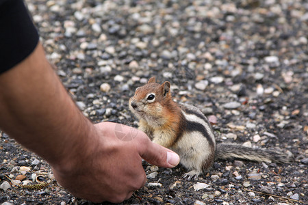 勇气抓住满的厚松鼠吃人手图片