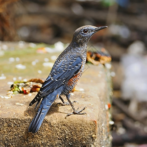 蓝鸟雄岩画眉蒙蒂科拉孤零站在岩石上羽毛交配背部轮廓泰国森林公园背景图片