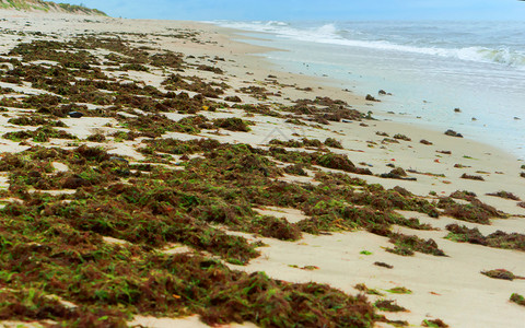 海藻盛开冒险蒂娜在海边深绿藻污染海岸深绿藻污染海岸图片