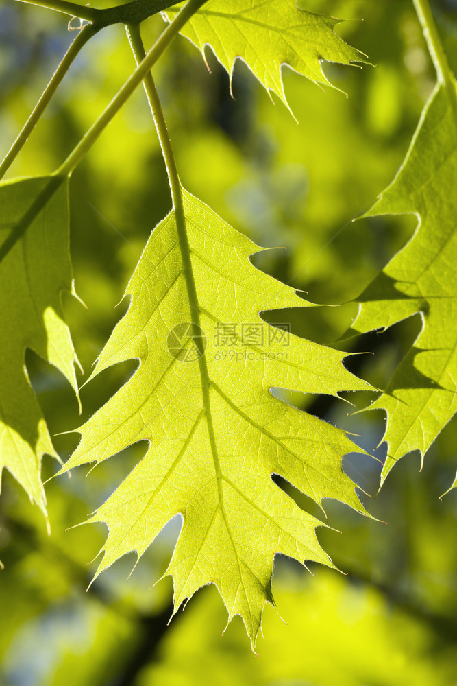 森林经过环境春季阳光照亮的橡树绿叶在自然界中紧贴的绿树叶图片