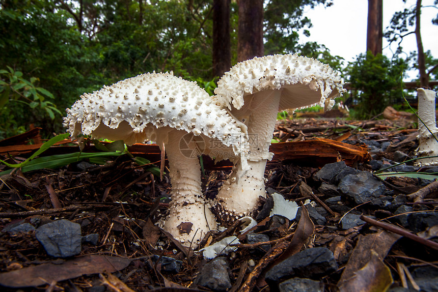 共生鳞甲藻新的澳大利亚南威尔士州的蘑菇AmanitaLeoidella图片