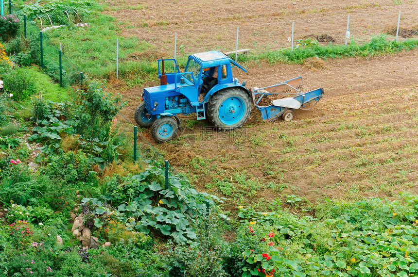 土壤地采集豆蓝色拖拉机除去土豆蓝色拖拉机除去土薯收获豆花园图片