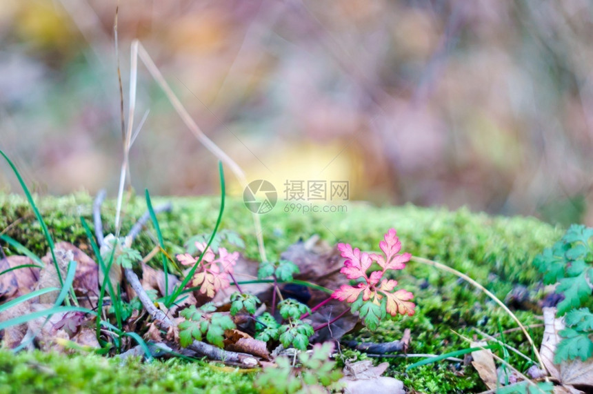 黄色的日本人泛粉红色的叶子秋天风景森林中黄草Helios4M散景粉红色的叶子图片