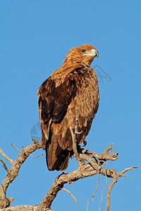 黄褐色自然在南非卡拉哈里沙漠的一棵树上传来长舌大鹰Aquilarapax荒野图片