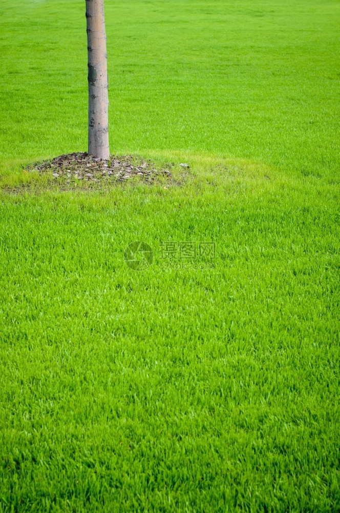 质地草皮自然有绿背景的树干图片