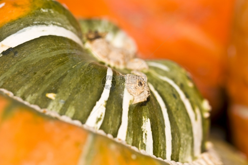 微型秋天阳光中美丽的清新南瓜食物蔬菜图片