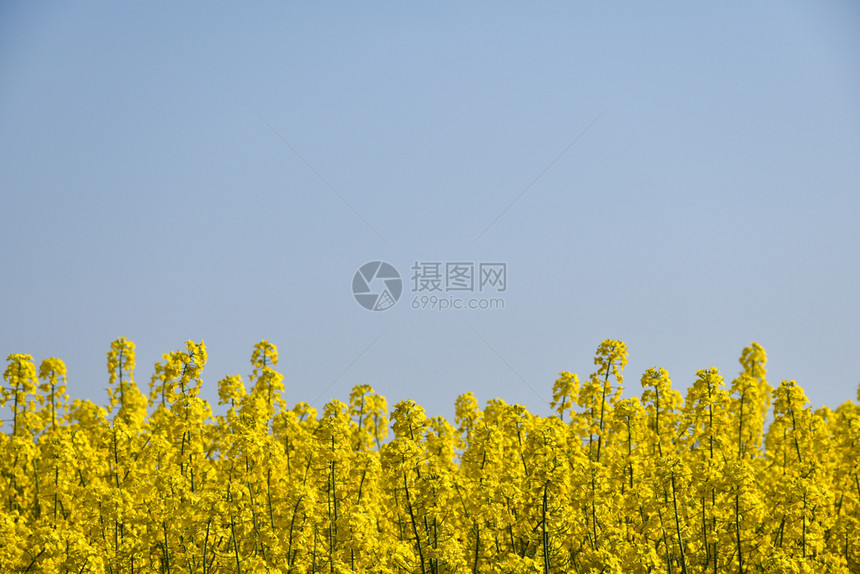 乡村的在一片无云蓝色天空中紧贴着一朵鲜花的场春天农图片