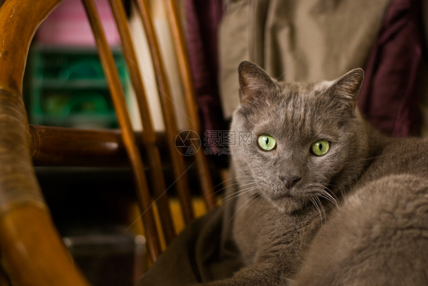 屋猫咪复古的俄罗斯蓝猫坐在旧椅子上图片