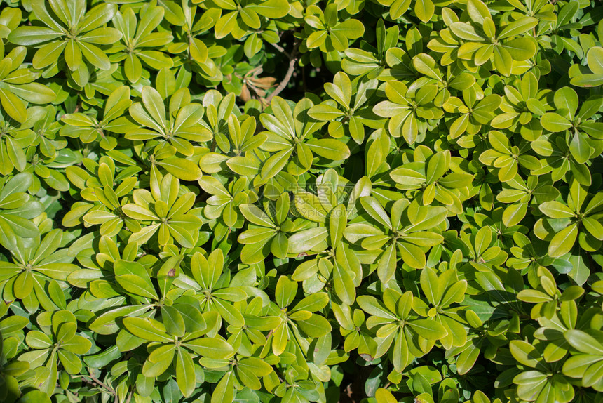绿色树叶作为自然背景质料生活叶子植物学图片
