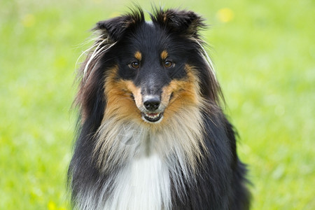 绿色草原背景的Sheltie狗肖像哺乳动物纯种可爱的图片