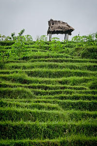 旅行绿色热带印度尼西亚巴厘地区典型的梯田稻图片