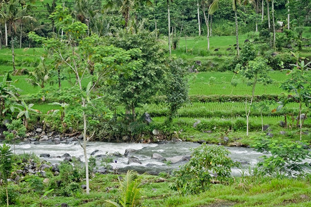 场地草印度尼西亚巴厘地区典型的梯田稻乡村图片